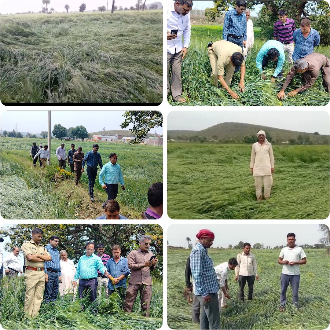 क्षेत्र भर में ओलावृष्टि ने किसानों की बढाई चिंता ।<br>कलेक्टर एसपी ने खेतों में फसलों की बर्बादी देखी