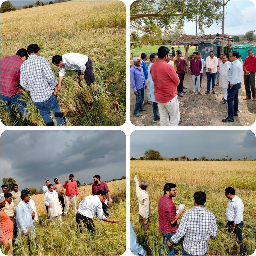 कलेक्टर पहुंचे सिलवानी खेतों में फसलों का लिया जायजा