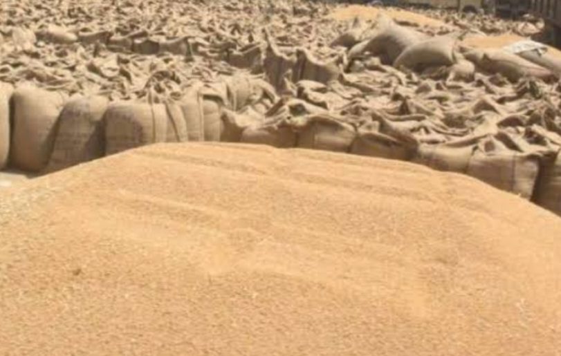 असामयिक वर्षा के दृष्टिगत किसान हित में गेहूँ उपार्जन पंजीयन करने पोर्टल 24 मार्च तक के लिए पुन: खोला गया