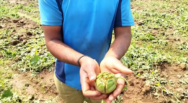 छत्तीसगढ़ के किसान ओला से परेशान ,लाखों की फसल नष्ट। मुआवजा की,मांग