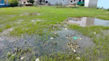 मच्छरों का लार्वा पनपने से पिछले वर्ष से मलेरिया के दोगुना 30 और डेंगू के 14 मरीज मिले,जिला स्वास्थ्य महकमे के दफ्तर परिसर में भरे बारिश के गंदे पानी में पनप रहा लार्वा