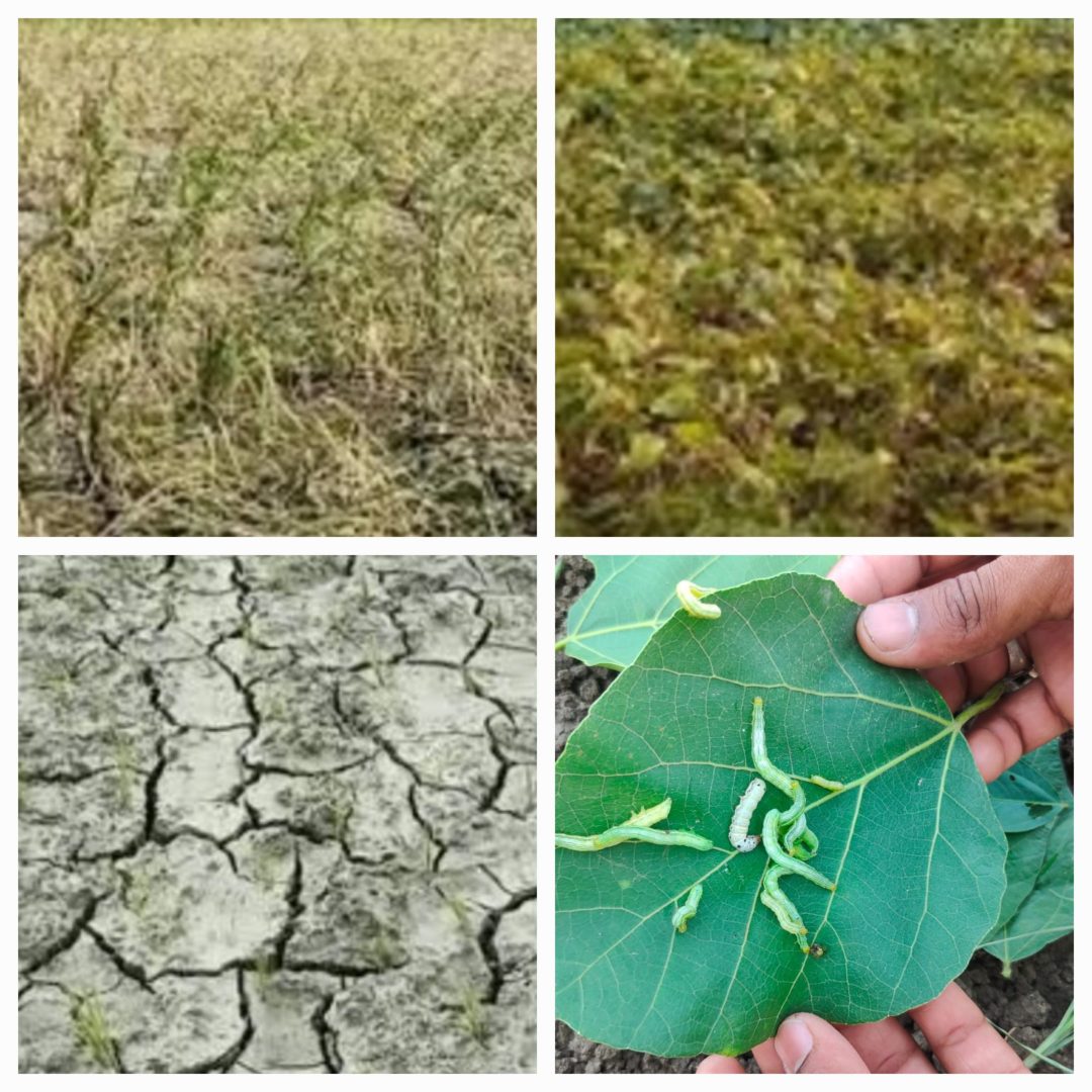 बारिश न होने से किसानों पर आ गई बड़ी आफत । बर्बाद होने की कगार पर पहुंची फसलें