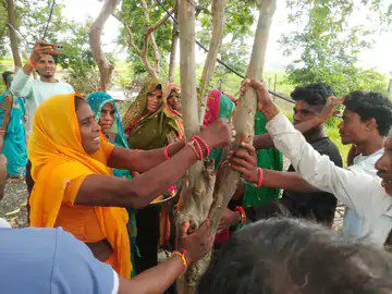 सिलवानी, गैरतगंज की आदिवासी बाहुल्य गांवों की महिलाओं ने पेड़ों को बांधी राखी, बोलीं…ये ही हमारे भाई