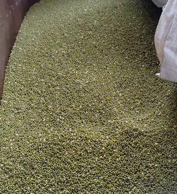 राशि भुगतान के लिए परेशान अन्नदाता:,मूंग खरीदी के 39 दिन बाद भी 271 किसानों के 7.12 करोड़ रुपए का भुगतान नहीं हो सका