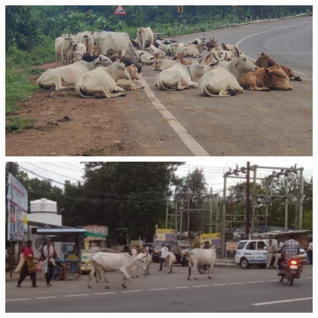 बेजुबान दुधारू पशुओं को मौत के मुंह में ढकेल रहे पशुमालिक ।रात मे सडको पर लगते पशुओं के झुंड ।