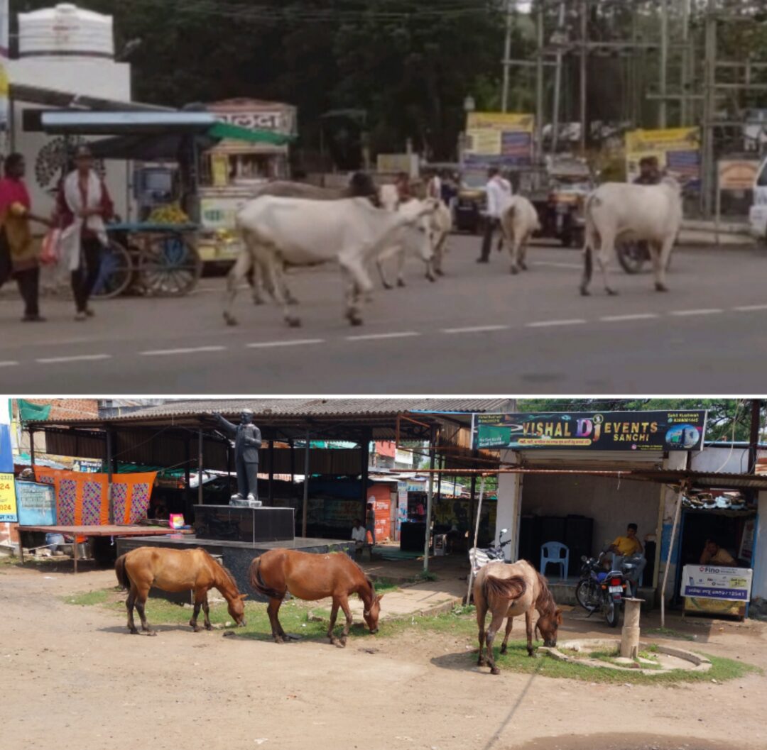 सडको पर आवारा फिरने वाले गायबैल भैंस के साथ अब घोडे भी हुए शामिल ।