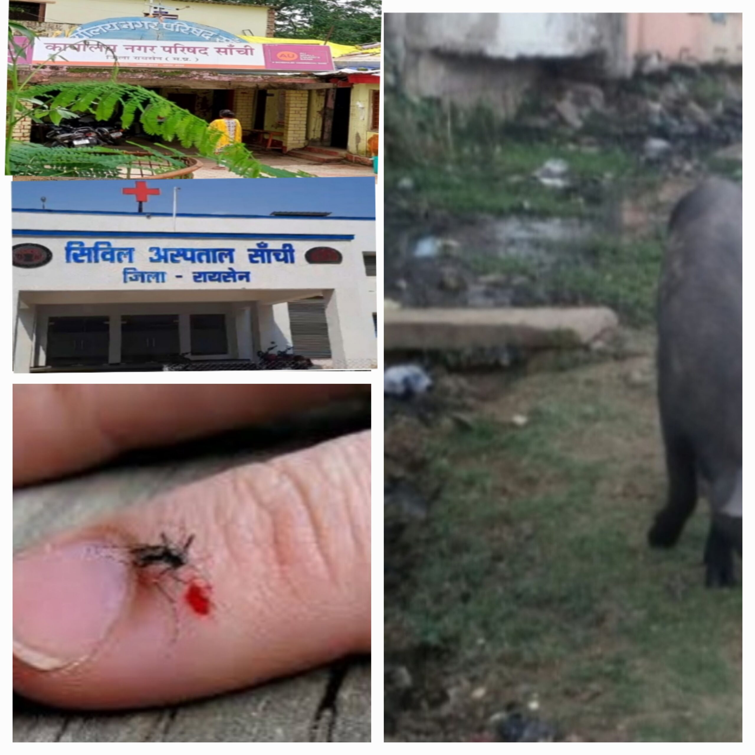 नगर में मच्छरों से फैल रही डेंगू जैसी गंभीर बीमारी ।स्वास्थ्य विभाग ,नगर परिषद प्रशासन दोनों बेखबर।