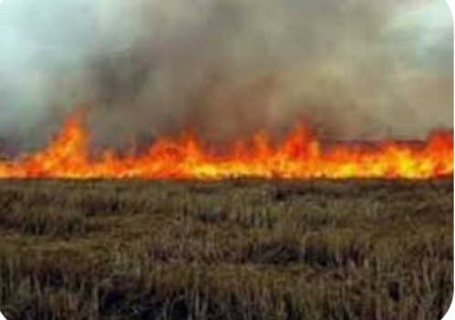 जिले में नरवाई में आग लगाने पर धारा 144 के तहत प्रतिबंध