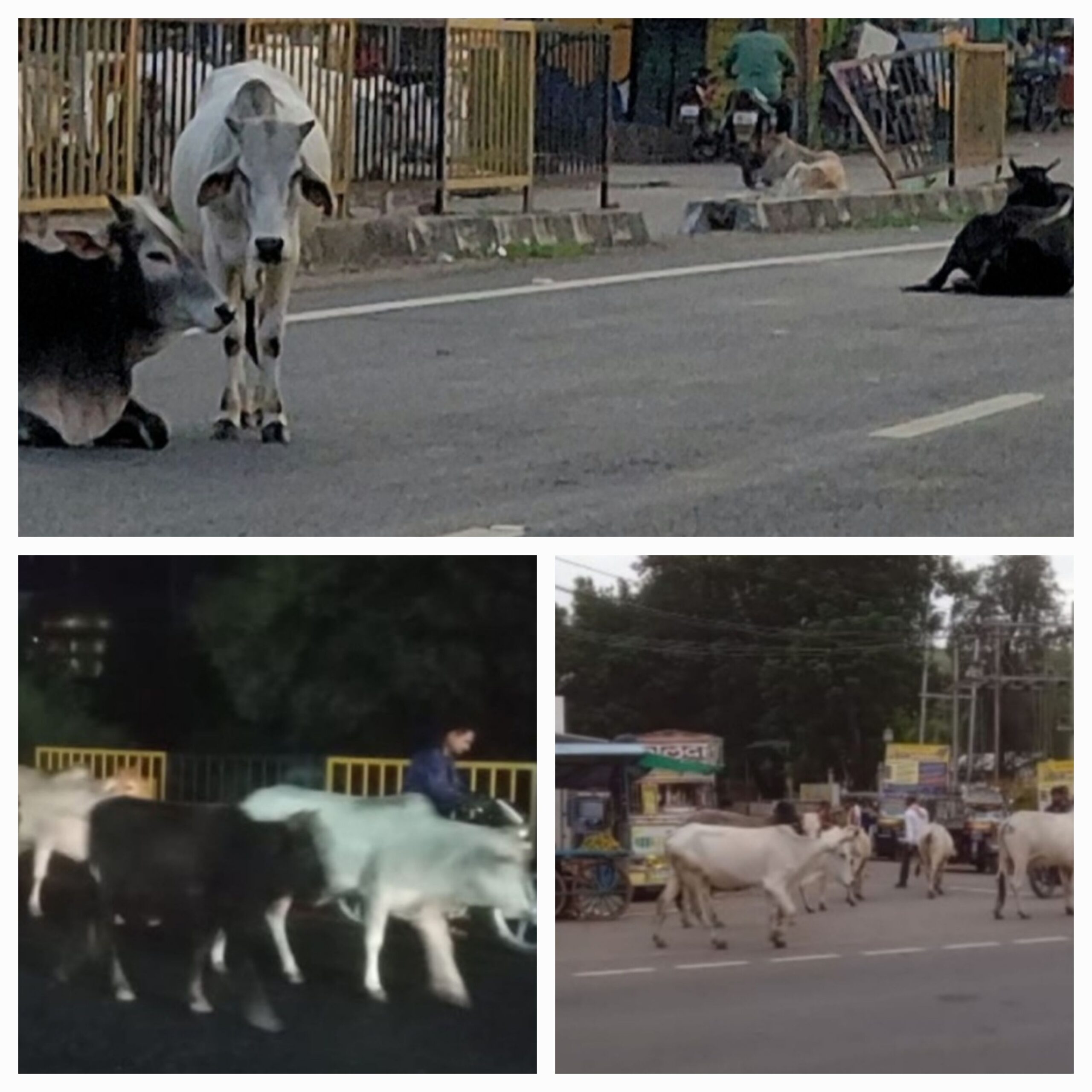 सांची नगर में आवारा पशुओं का आतंक: राहगीरों और पर्यटकों की सुरक्षा पर संकट