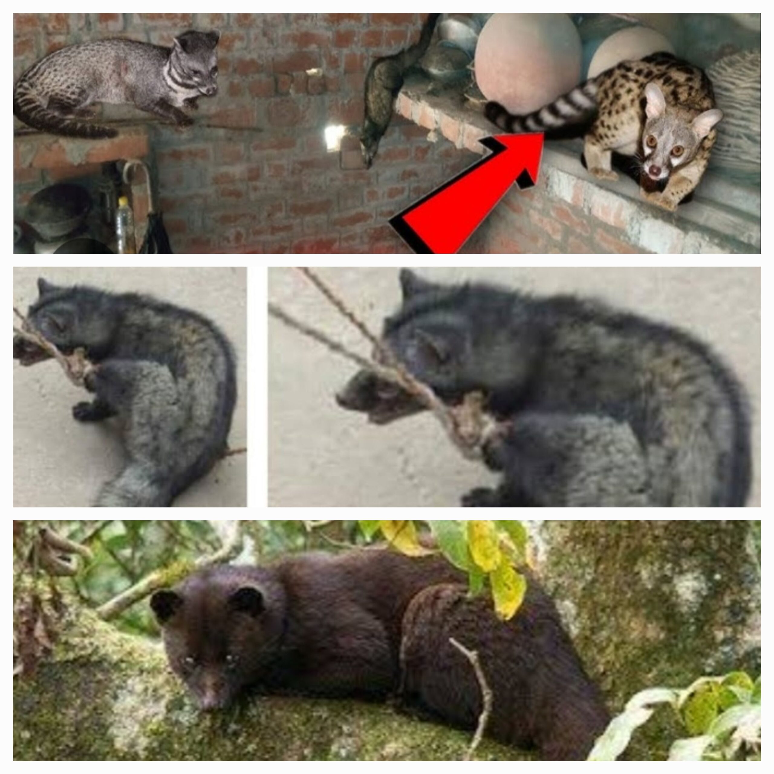 कब्रिस्तान छोड़ आबादी में घुसे ‘कबर बिज्जू’, फैला रहे दहशत ।