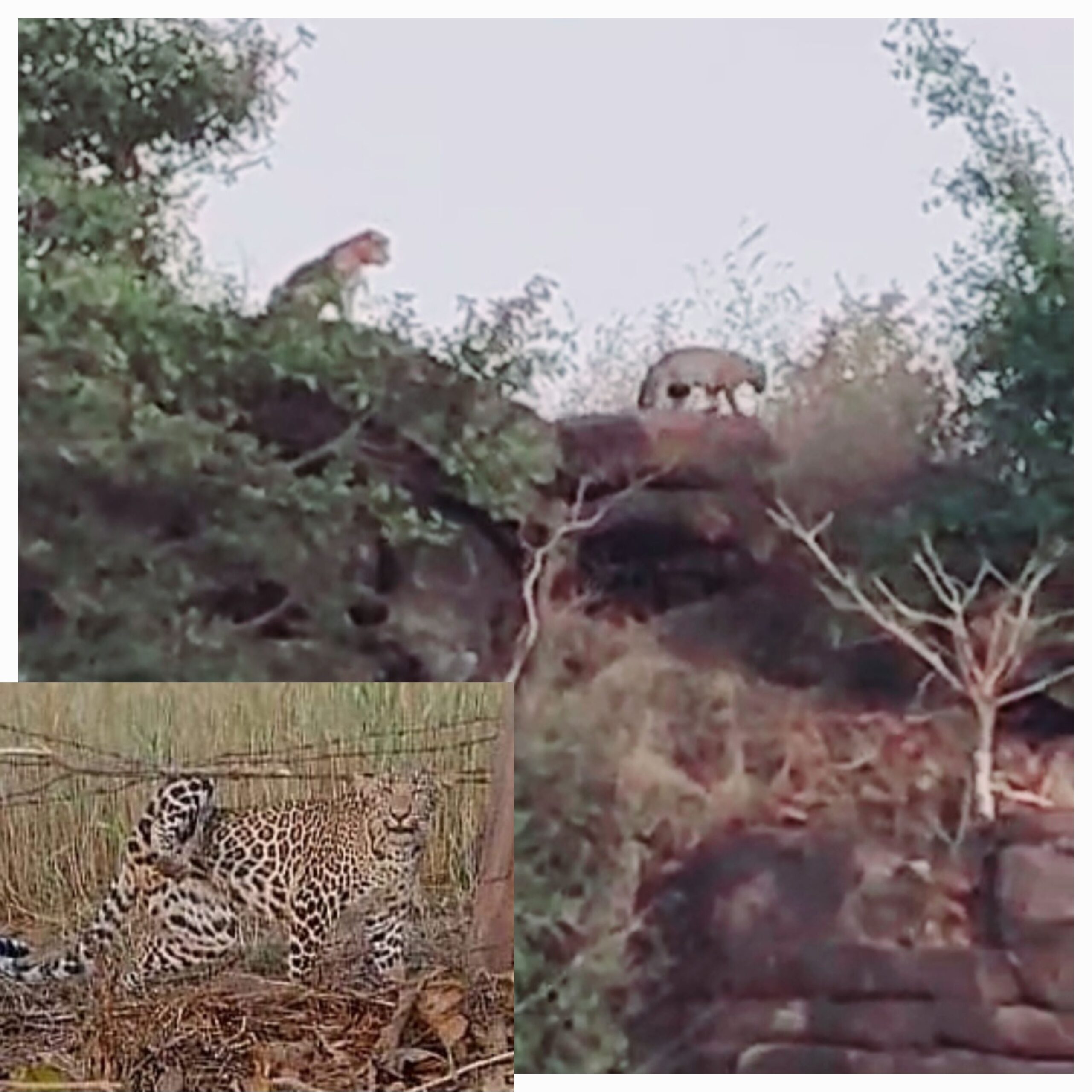 नरखेडा के जंगल में शेरों का डेरा, ग्रामीण दहशत में — वन विभाग बेपरवाह