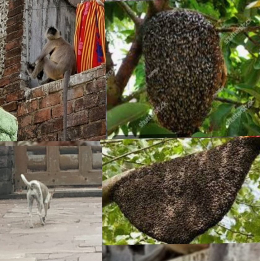 सांची में मधुमक्खियों के हमले से मची अफरा-तफरी, कई लोग घायल — सुरक्षा व्यवस्था पर उठे सवाल