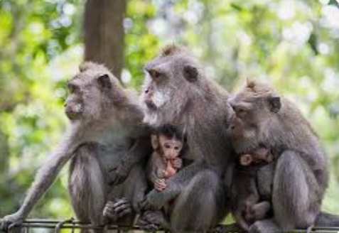 बडते तापमान से वन्यजीवों पर आई आफत।