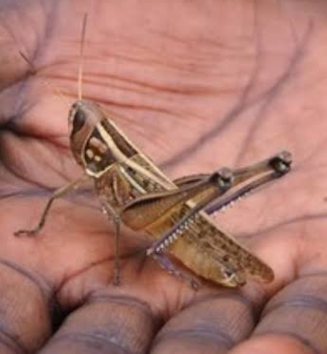 गर्मी और छिटपुट बारिश के बीच झींगुरों का आतंक, नगरवासी परेशान ।कीटनाशक छिडकाव की दरकार।