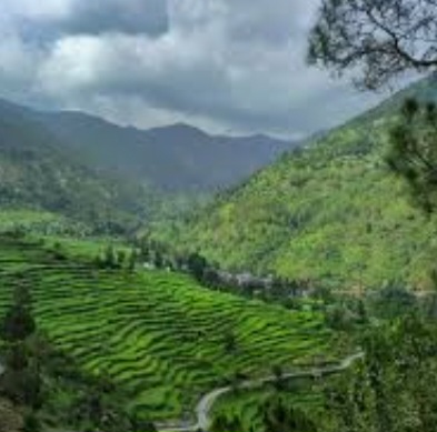 बरसात का मौसम शुरू होते ही जंगलों ने ओढ़ी हरियाली की चादर ।