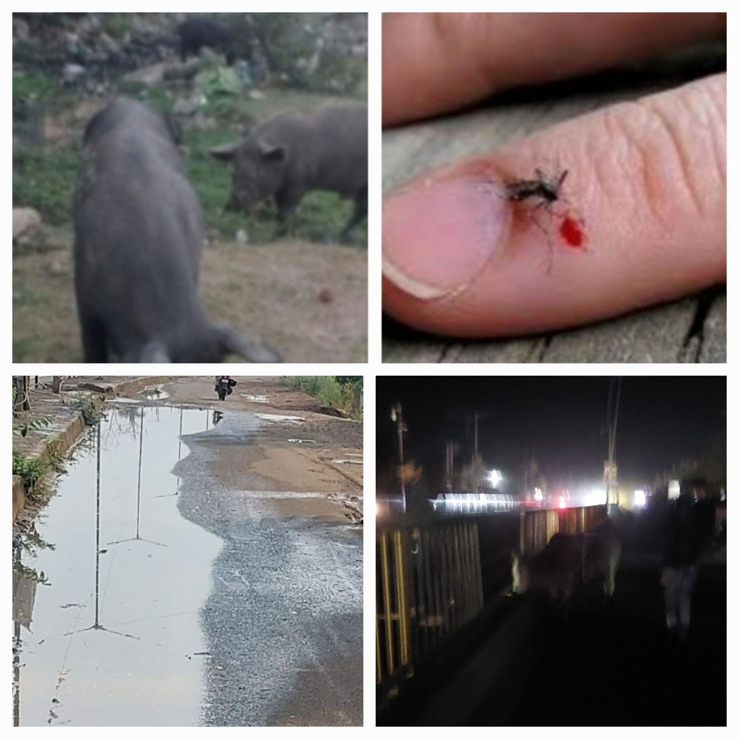 नगर में मच्छरों की भारी बढ़ोतरी, नगर परिषद उदासीन ।फैलने लगा डेंगू।