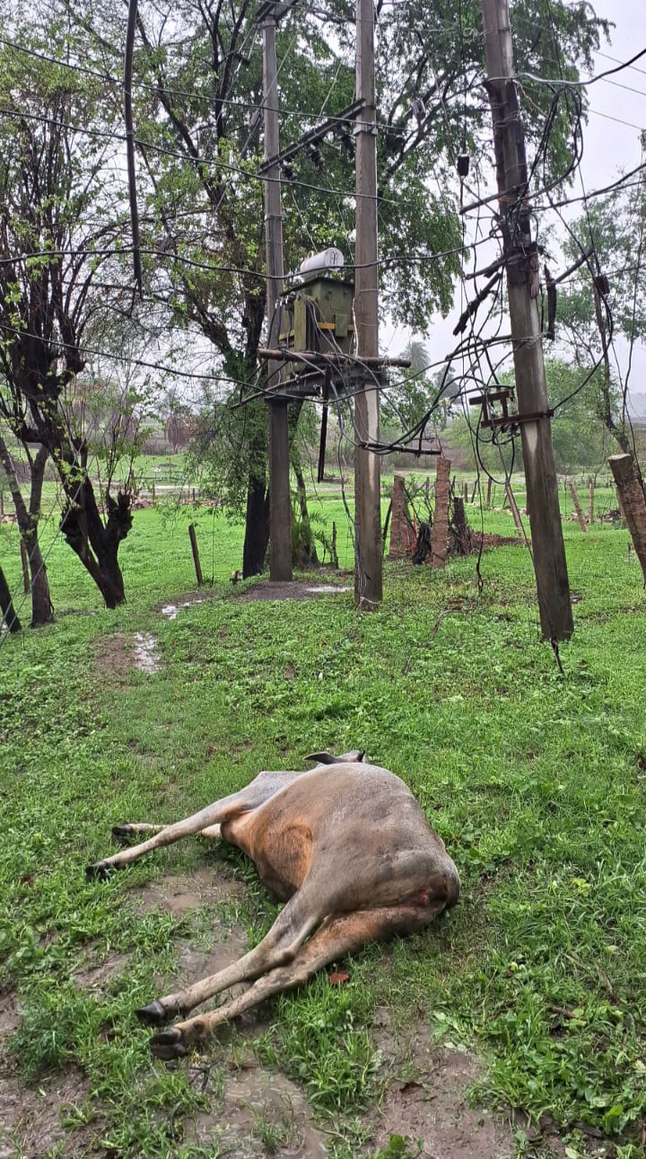 बारिश के दौरान डीपी से उतरे करंट ने ली गाय की जान, बड़ी जनहानि टली।