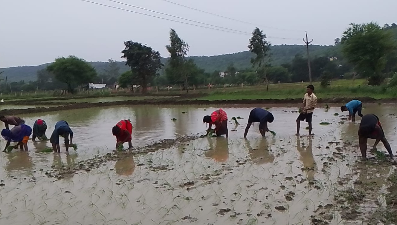 धान की फसल में जुटे किसान, खेतों में फिर लौटी रौनक