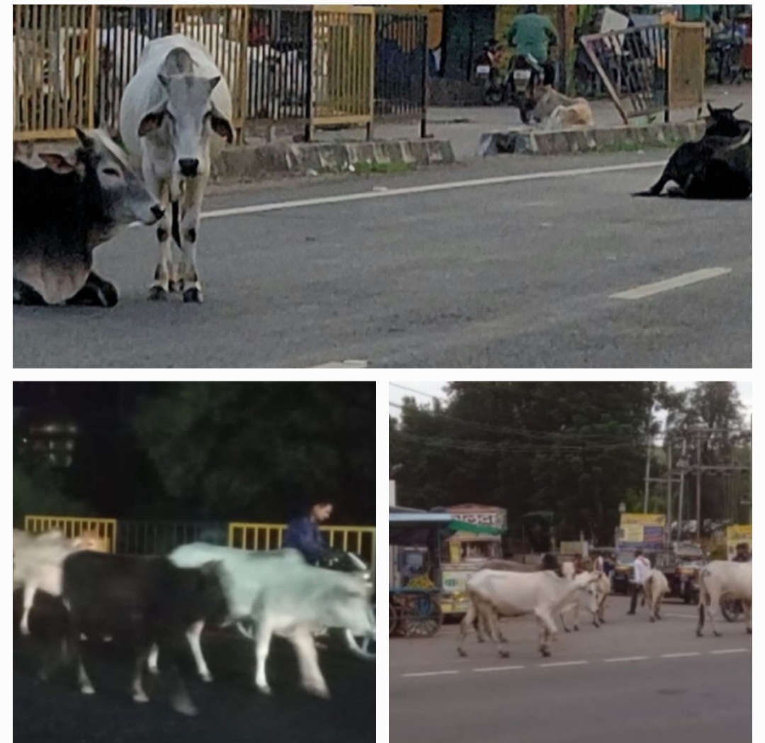 बरसात में सड़कों पर पशुओं का बढ़ता जमावड़ा बना जानलेवा संकट ।प्रशासन की चेतावनी भी नहीं आ सकी काम।