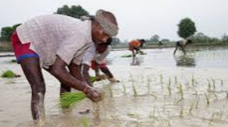 बरसात थमते ही किसानों की बढ़ी चिंता, धान की फसल पर मंडराने लगा संकट