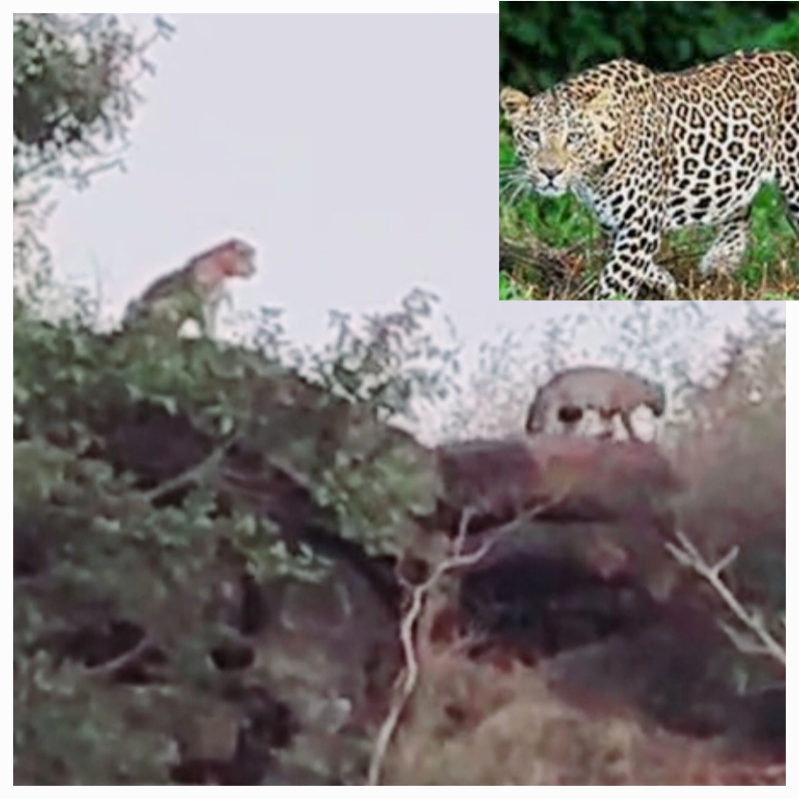 स्तूप पहाड़ी पर तेंदुए की सुगबुगाहट से हड़कंपसुबह कुछ लोगों ने देखा, नगर में तेजी से फैली खबर