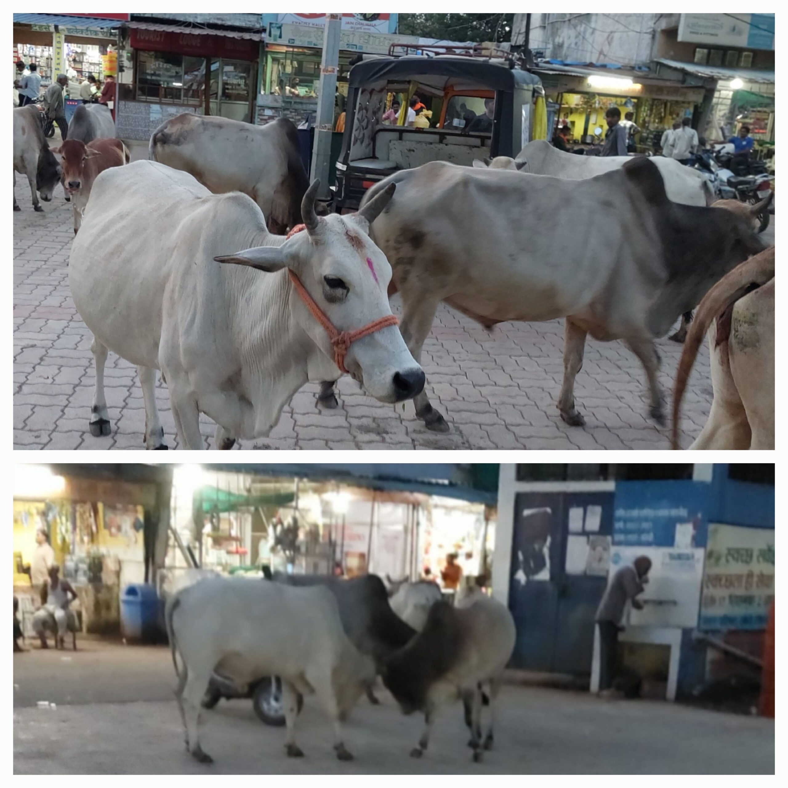 आवारा पशुओं से त्रस्त सांची, प्रशासन बेपरवाह