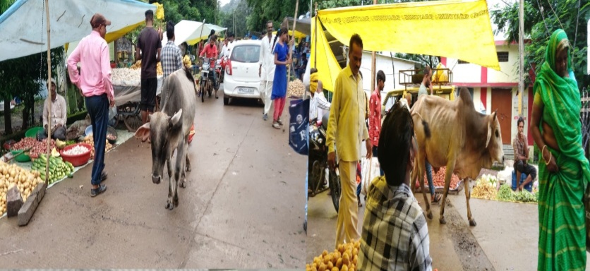 साप्ताहिक हाटबाजार में सक्रिय हैं आवारा सांड, प्रशासन बेखबर लोग भयभीत।