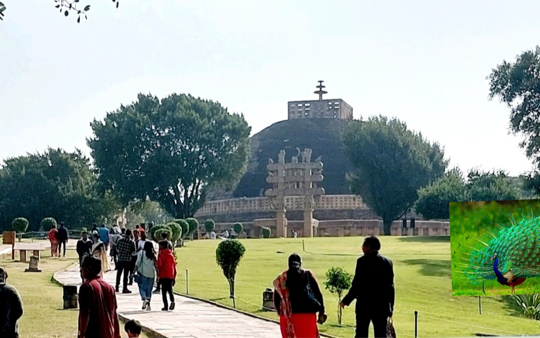 बरसात में मोरों का नृत्य… स्तूप परिसर का नज़ारा बना स्वर्ग सा