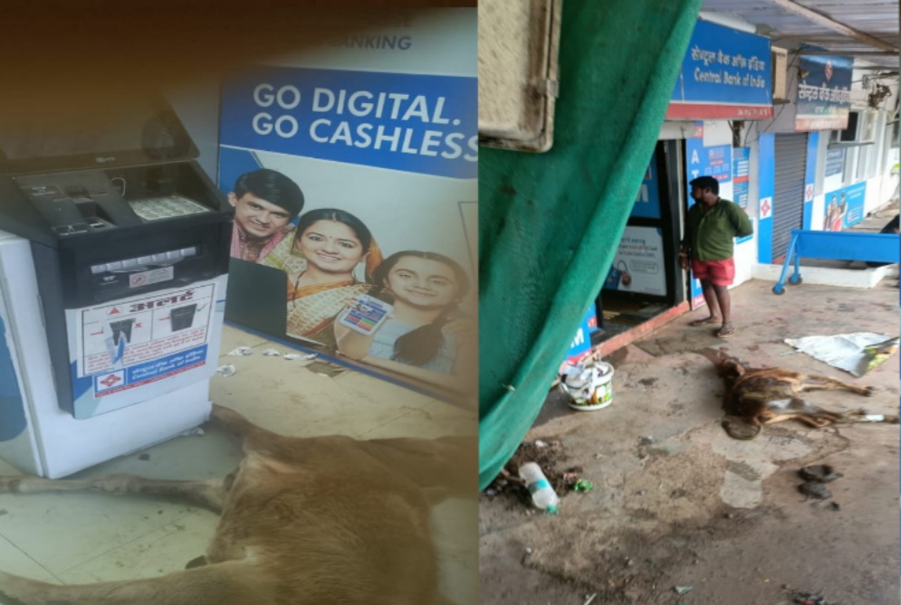 सेंट्रल बैंक एटीएम में बंद रहने से गई गाय की जान
