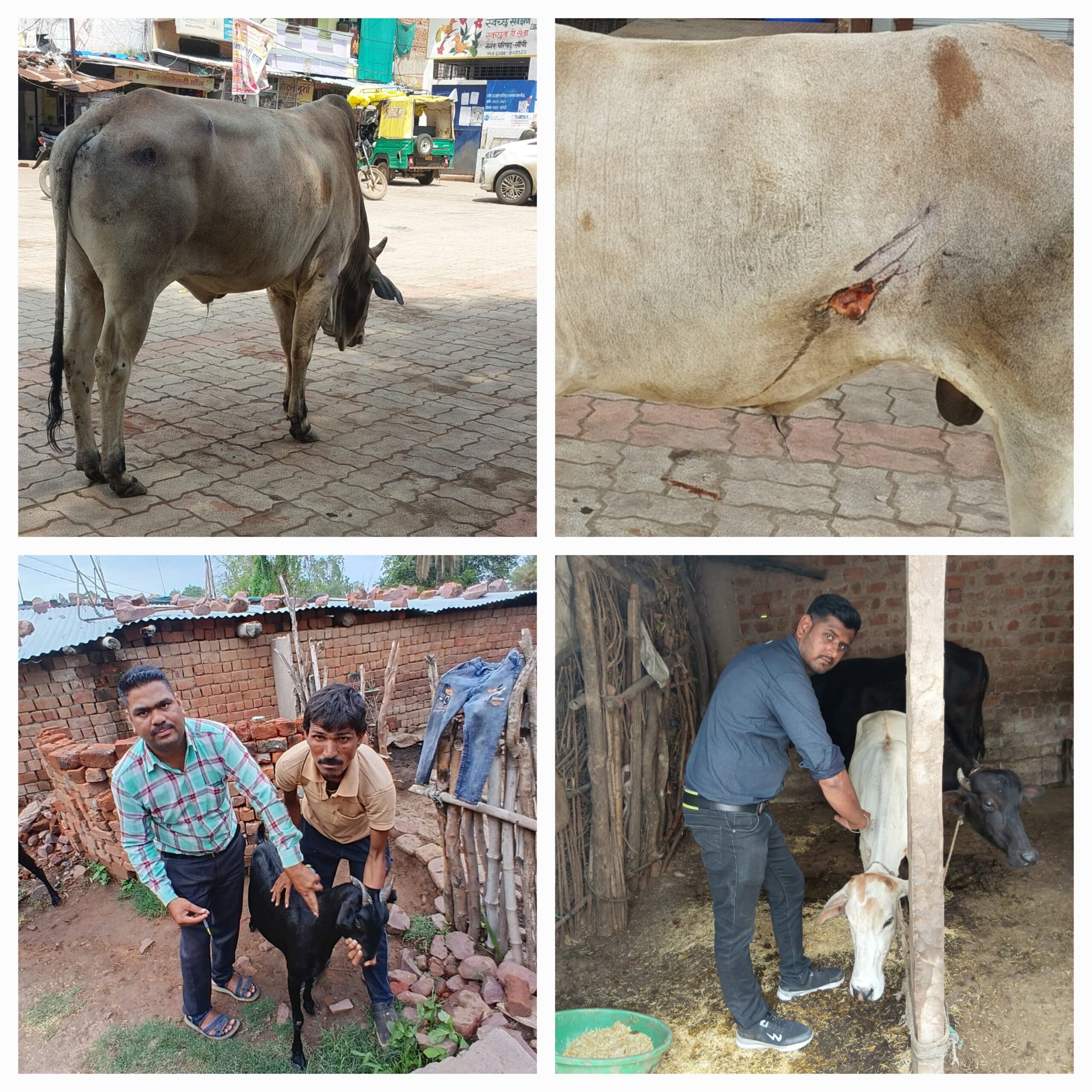 बेजुबान घायल पशुओं से बेखबर पशु चिकित्सालय