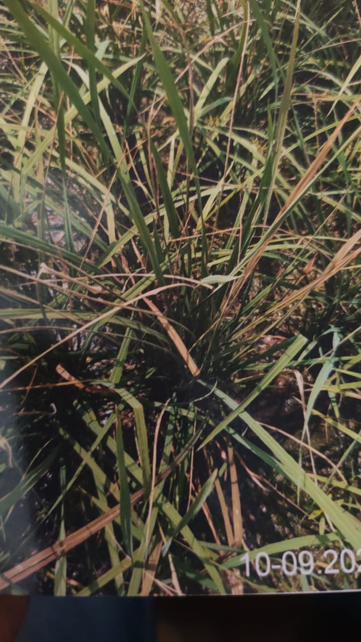 किसान की शिकायत पर बड़ी कार्यवाही – कृषि विभाग ने निरस्त किया कीटनाशक दुकान का लाइसेंस दवा विक्रय पर लगाई रोक।