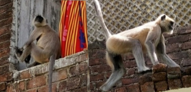 नगर के घरों पर बंदरों का आतंक, बच्चों पर मंडराने लगा खतरा।प्रशासन मौन।