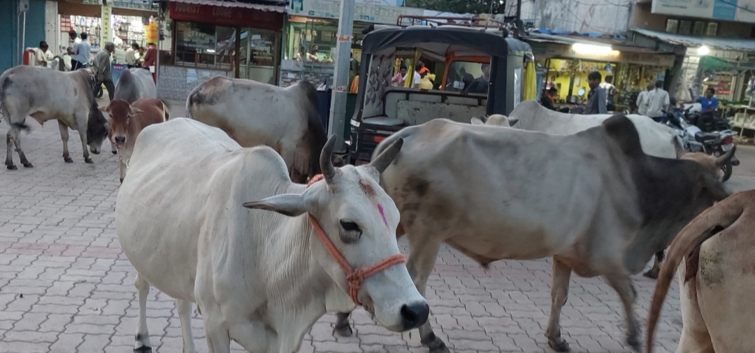 नहीं थम रहा आवारा पशुओं का जमावड़ा, सांडों की लड़ाई से बढ़ रहा खतरा।