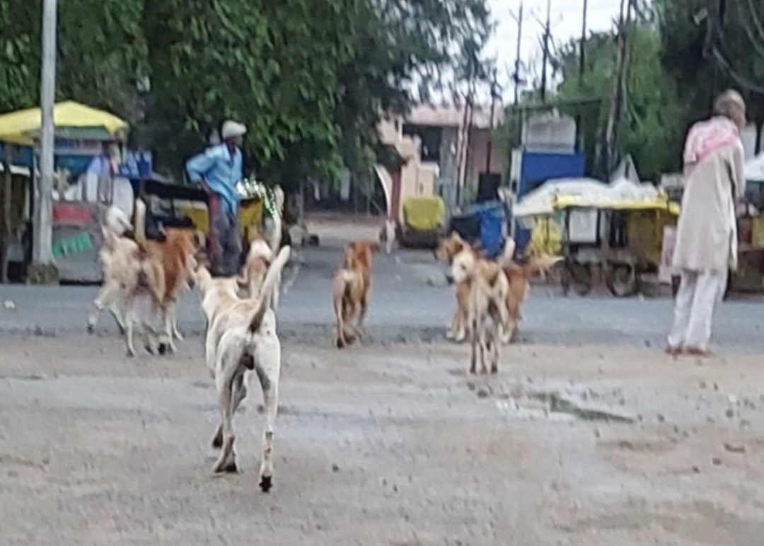 सांची में आवारा कुत्तों का आतंक, प्रशासन की चुप्पी से बढ़ रहा खतरा।