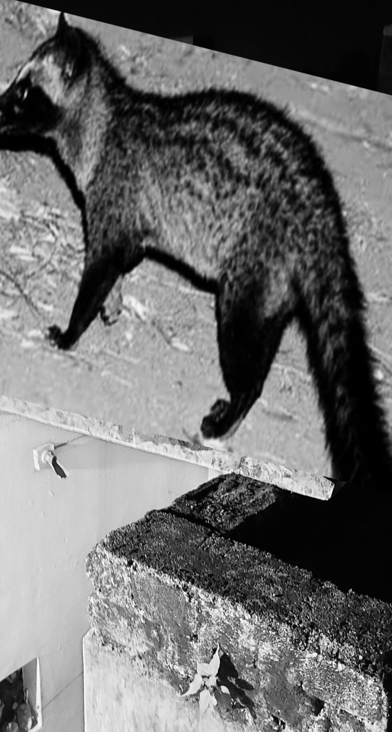 घरों की छतों पर ‘कबर बिज्जुओं’ का आतंक, रात में दहशत का माहौल।