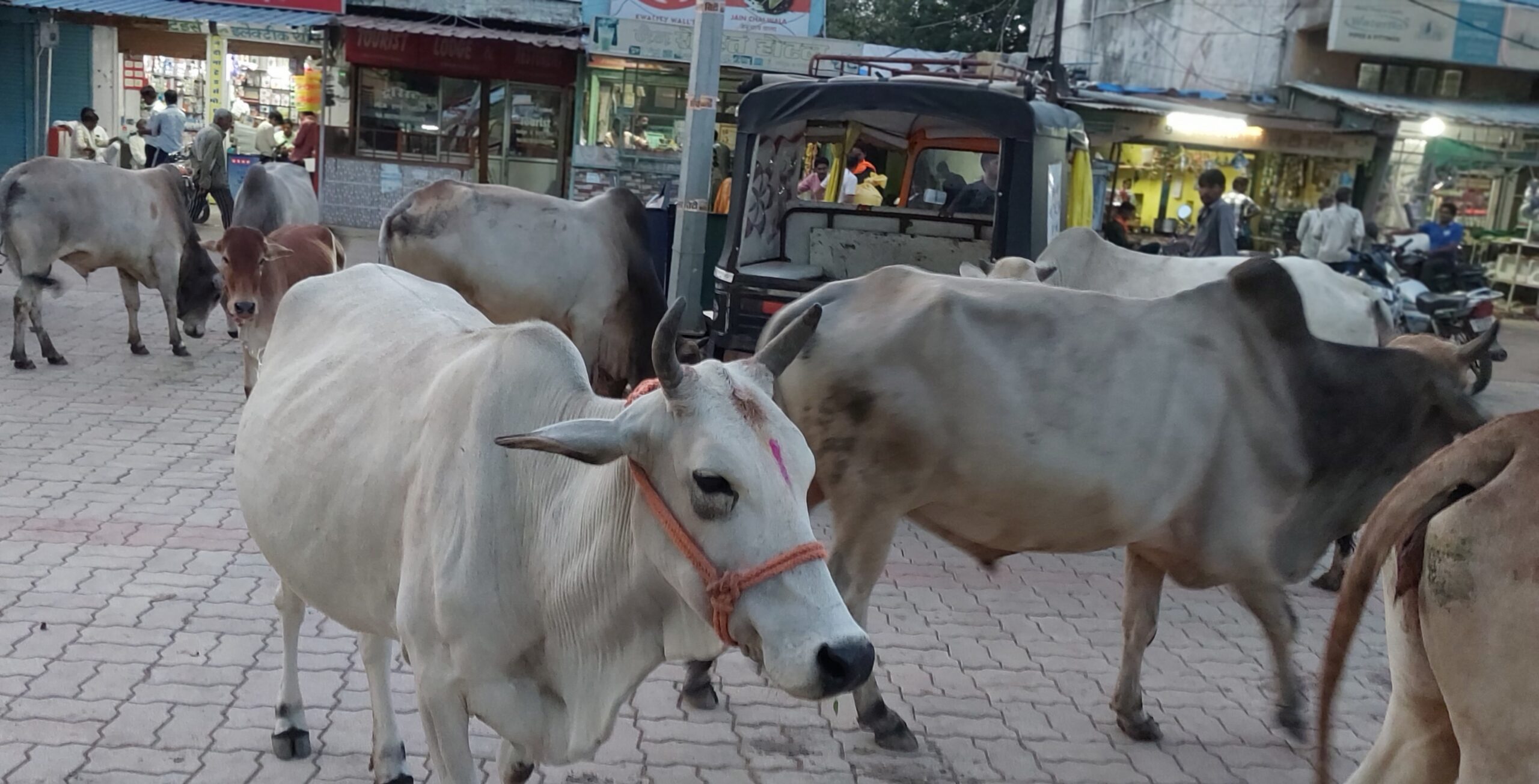 सार्वजनिक स्थल बने आवारा पशुओं का ठिकाना, जिम्मेदार बेखबर।सांची में सड़कों और बाजारों में बढ़ता जमावड़ा, हादसों और भय का खतरा गहराया