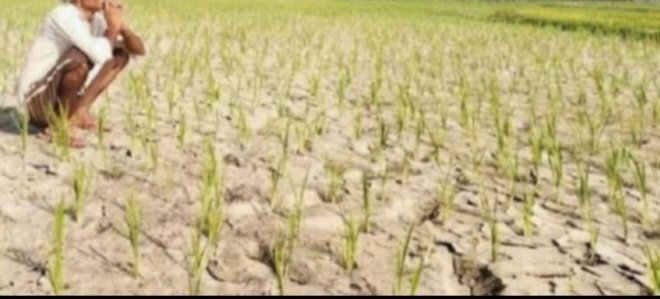 आसमान में बादल, लेकिन बारिश गायब; किसान चिंतित, बीमारियों का बढ़ा खतरा।बारिश के अभाव में सोयाबीन और धान की फसल पर संकट, बदलते मौसम से अस्पतालों में बढ़ रहे मरीज