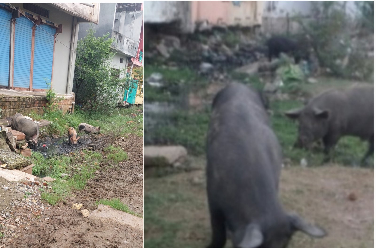 रिहायशी इलाकों में गंदगी फैलाते सुअर, स्वच्छता व्यवस्था को दिखा रहे ठेंगास्वच्छता के नाम पर लाखों खर्च, फिर भी नगर के भीतरी हिस्से गंदगी से बेहाल — कीटनाशक छिड़काव और फॉगिंग व्यवस्था पर भी उठ रहे सवाल