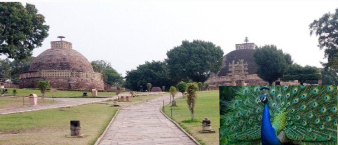 बारिश की फुहारों से जीवंत हुआ सांची का स्तूप परिसर, मोरों का नृत्य बना आकर्षण