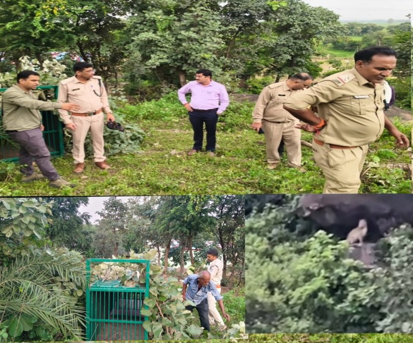 ग्रामीणों को लगातार नजर आ रहा तेंदुआ, पशुओं पर हमले की चर्चाओं से बढ़ी चिंतासांची स्मारक क्षेत्र में वन विभाग की 24 घंटे निगरानी, 14 कैमरा ट्रैप लगाए; रेस्क्यू के लिए पिंजरा तैयार
